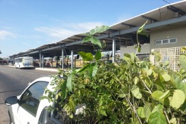 Mudas para plantio no Terminal Recanto do Bosque